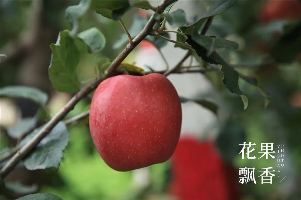 四大优点，这个苹果新品种究竟能不能替代富士？
