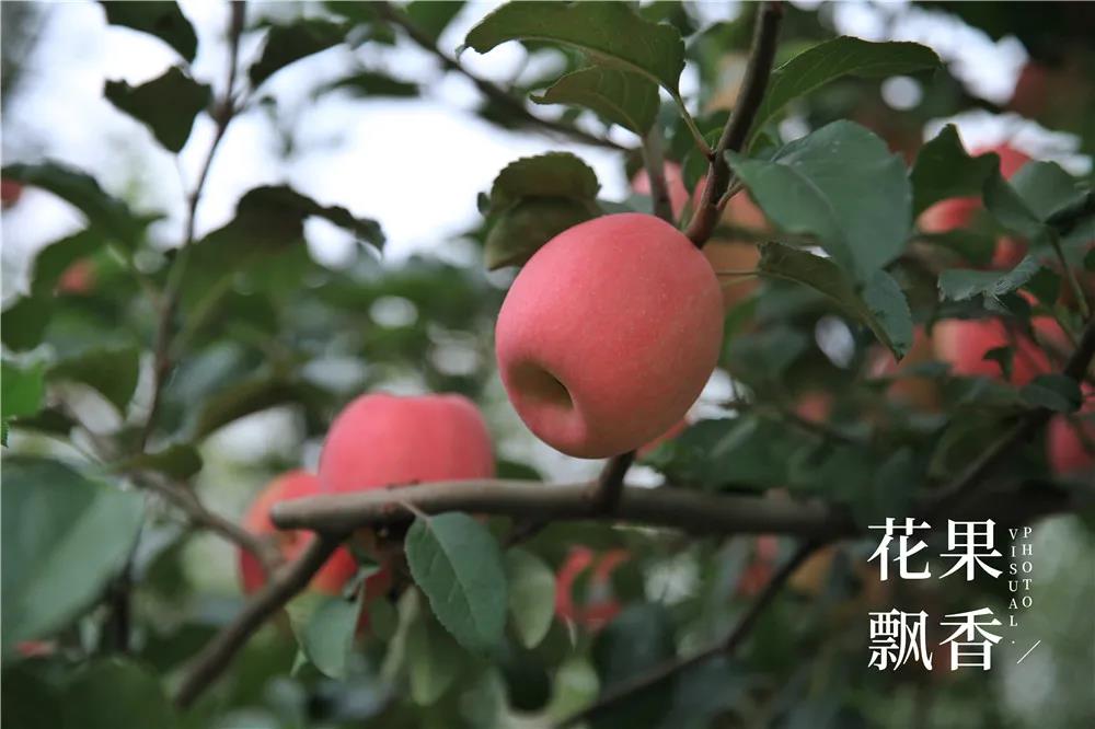 四大优点，这个苹果新品种究竟能不能替代富士？